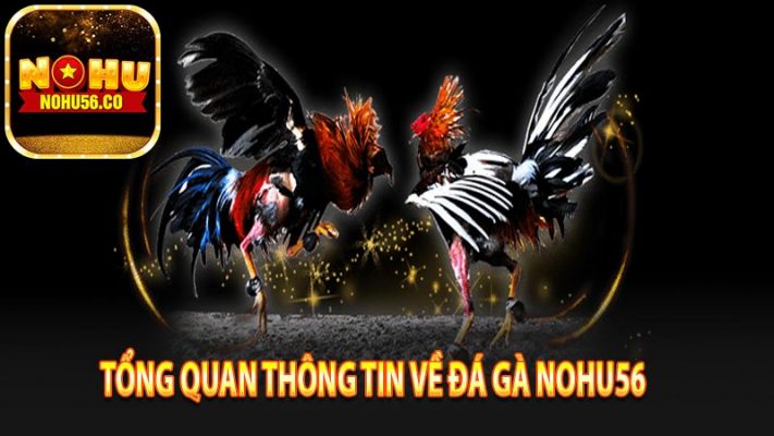 Tổng quan thông tin về đá gà nohu56